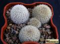 REBUTIA Sunrise x narvaecensis